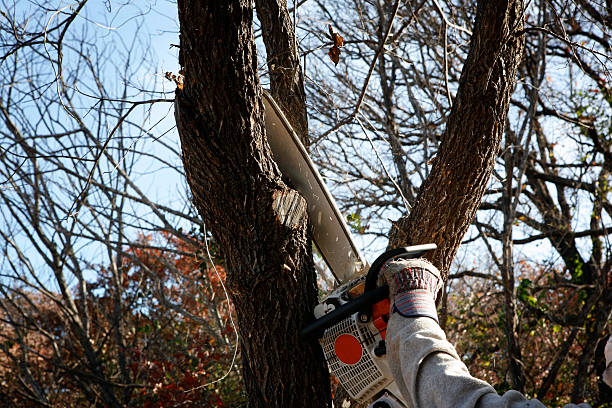 How Our Tree Care Process Works  in  Leoti, KS